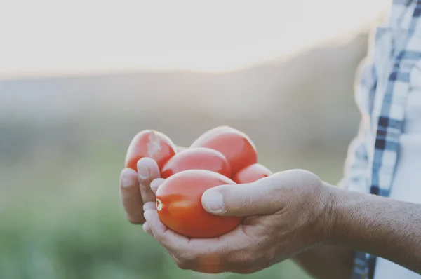 Man holding red tomatoes — Stock Photo, Image