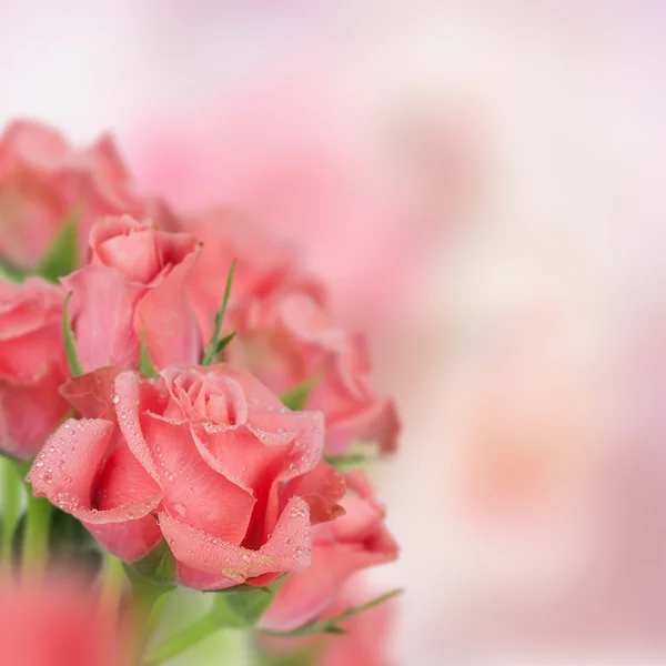 Card with pink roses and green petals — Stock Photo, Image