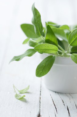 Ahşap masa üzerinde taze yeşil adaçayı