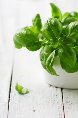 Yeşil taze fesleğen