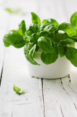 Yeşil taze fesleğen