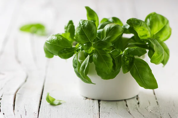 Albahaca fresca verde —  Fotos de Stock