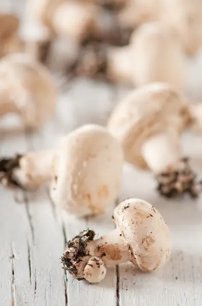 Крупним планом сирі гриби — стокове фото