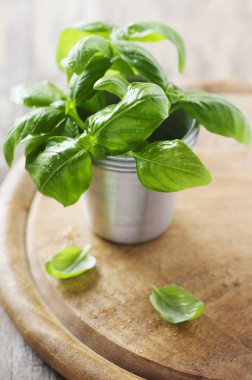 Masada taze yeşil fesleğen