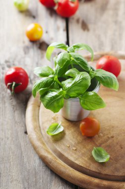 Taze fesleğen ve kırmızı domates