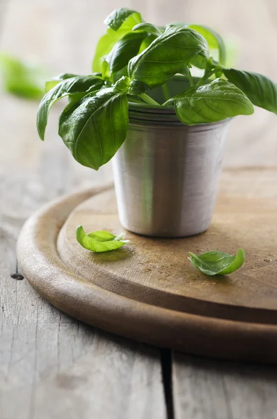 Manjericão verde fresco na mesa — Fotografia de Stock