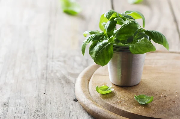 Albahaca verde fresca sobre la mesa — Foto de Stock