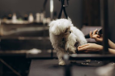 Tatlı Malta köpeği uzman bakımı görüyor ve profesyonel bir kuaförde fön çekiyor, karanlık bir masada duruyor.