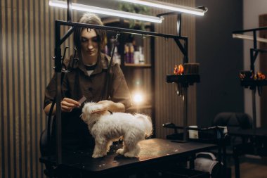 Profesyonel tımarcı, bir bakım masasında tüylü, beyaz bir köpeğe özel bakım hizmeti sunuyor.