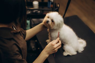 Kadın kuaför, evcil hayvan bakım merkezinde beyaz bir köpeğini tarayıp profesyonel bakım hizmeti veriyor.