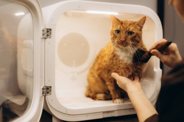 Kızıl kedi, evcil hayvanlara bakım ve hijyen göstererek modern bir kurutma makinesinde fırçalama seansının ve konforun tadını çıkarıyor.