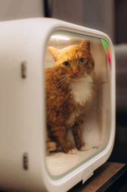 Yeşil gözlü kızıl kedi gelecekten gelen akıllı bir hayvan taşıyıcısının içinde kameraya bakıyor. Hayvan gezisi ve teknoloji konsepti