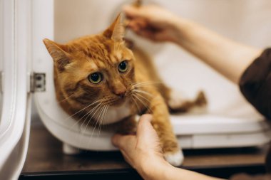 Kurutma işlemi sırasında insan eliyle hayvana yardım eden bir kurutma makinesinin içindeki kızıl kedi.