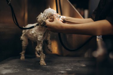 Küçük köpek profesyonel bir kuaförde iyice yıkanıyor. Tımarcının elleri dikkatle köpeğin kafasını şampuanlıyor.