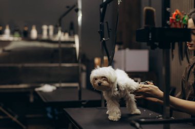 Bir kuaför profesyonel bir kuaförde kürkünü kırpma makası ile keserken...