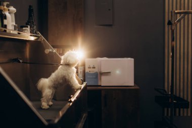 Bir tımar masasında durmuş, profesyonel bir evcil hayvan bakım salonunda etrafını izleyen sevimli bir Malta köpeği.