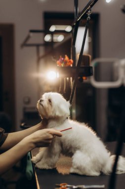 Profesyonel tımarcı, beyaz bir köpeğinin kürkünü dikkatlice tarıyor, modern bir tımar salonunda evcil hayvan bakım hizmetleri sunuyor.