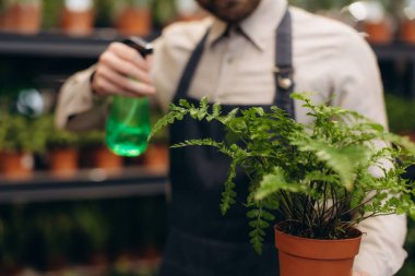 Önlük sulandıran yeşil eğreltiotu içinde seranın içinde sprey şişesi olan işçiler, bakım ve bitki bakımı kavramını gösteriyor.
