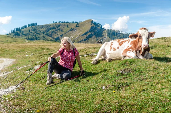 Vrouw wandelaar met koe — Stockfoto