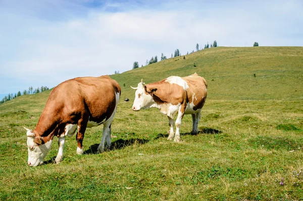 两个斑驳的奶牛站在草地上 — 图库照片