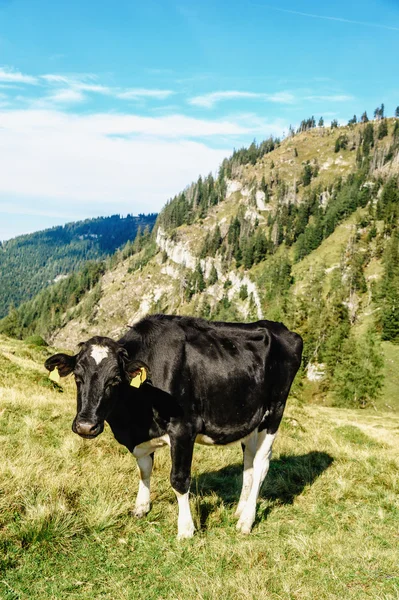 Siyah inek ayakta bir çayırda — Stok fotoğraf