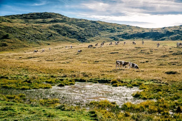 Simmental krów pasących się w Alpach — Zdjęcie stockowe