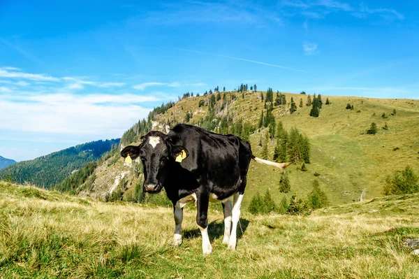 Vaca Holstein en el pasto de los alpes austriacos —  Fotos de Stock