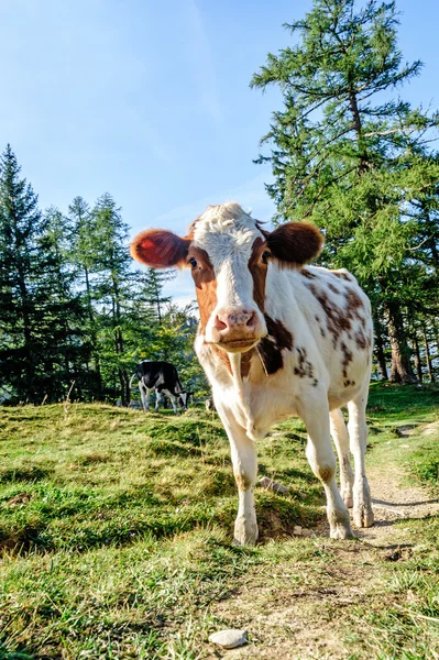 Kíváncsi fiatal borjú — Stock Fotó