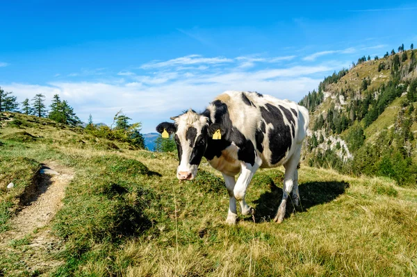 Black mottled cow in the alps — Stock Photo, Image