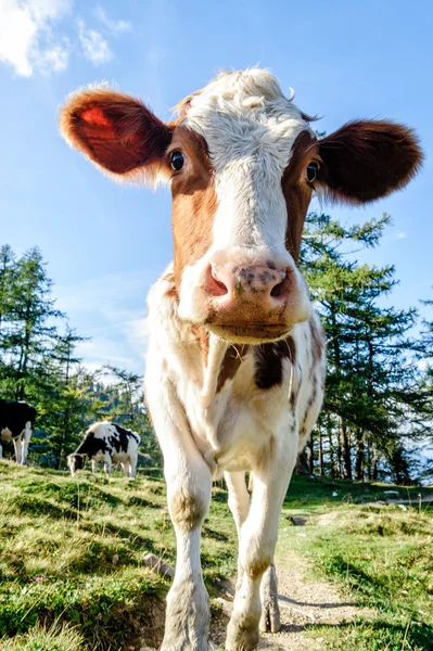 Niedliches junges Kalb — Stockfoto