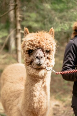 Alpaka dizgin tarafından holding