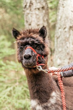 Dizgin ile kahverengi alpaka