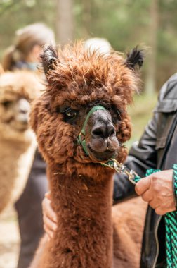 Adam holding alpaka dizgin tarafından