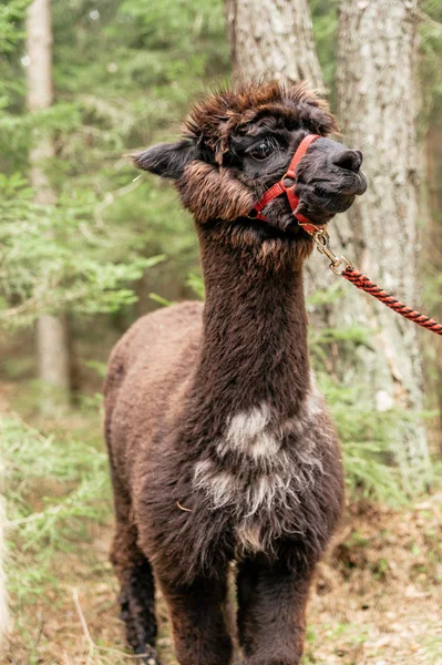 Unga fluffiga alpacka med tyglar — Stockfoto