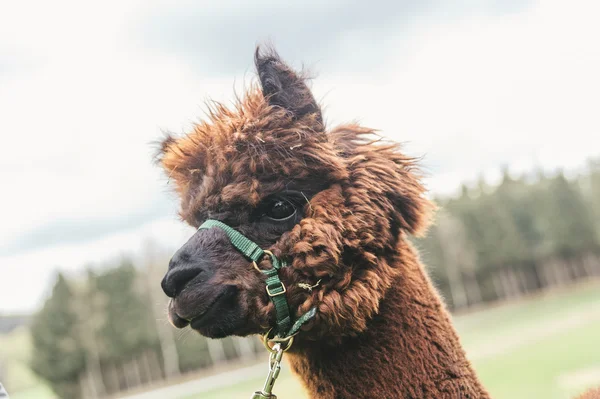 Kabarık bir alpaka yakın çekim