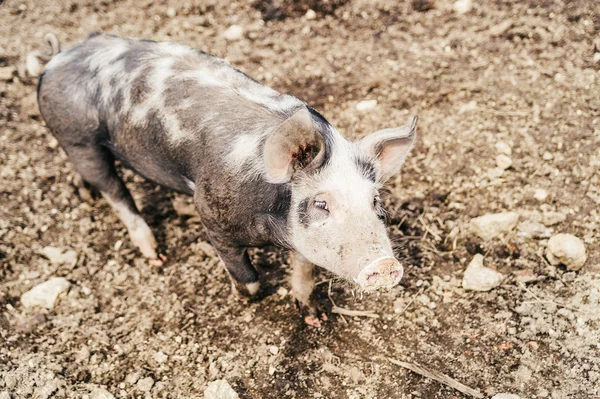 斑点的猪 — 图库照片