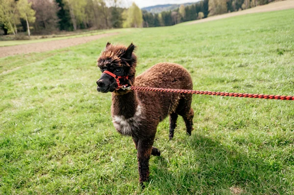 Running alpaca with rein — Stock Photo, Image