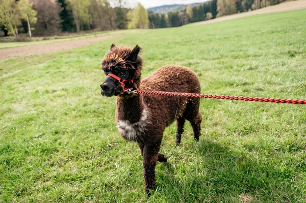 手綱でアルパカを実行します。 — ストック写真