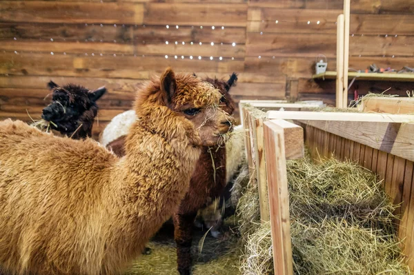 Brown alpaca in a stable — Stock Photo, Image