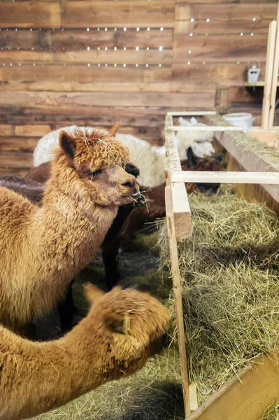 Alpacas em um estábulo — Fotografia de Stock