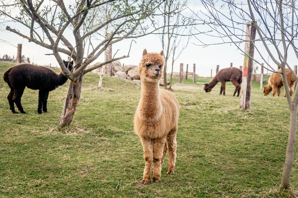 Besättning alpackor — Stockfoto