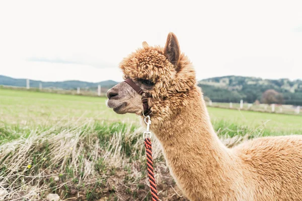 Dizgin ile kabarık alpaka