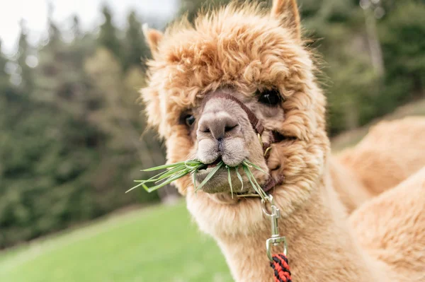 Funny alpaca with mouth full of grass Royalty Free Stock Photos