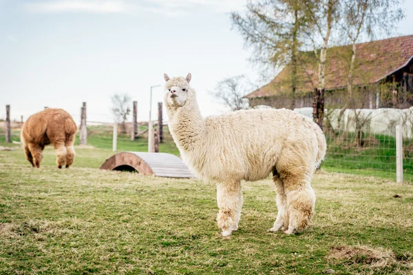 White alpaca on a ranch Royalty Free Stock Photos
