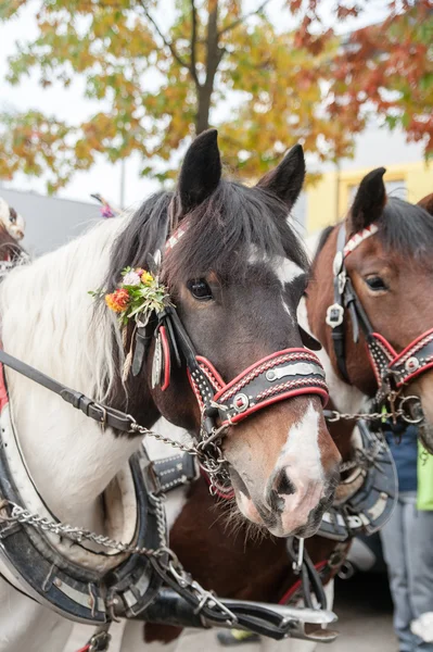 Paard hoofd versierd met bloemen — Stockfoto