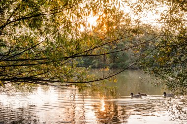 Gölde ördekler ile günbatımı