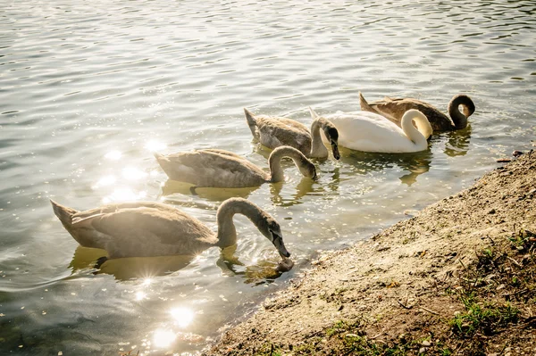 Groupe de cygnes — Photo