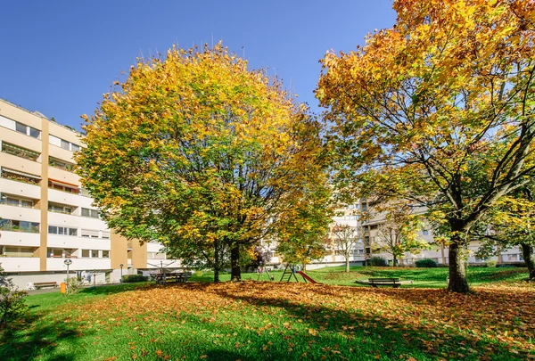 Alberi autunnali in un blocco vivente — Foto Stock