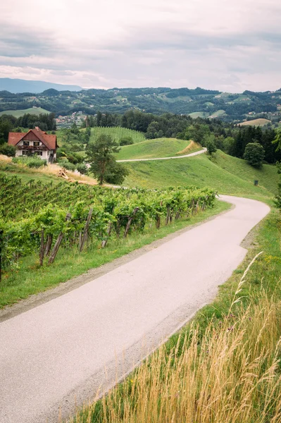 Винний маршрут в південному регіоні Styria — стокове фото