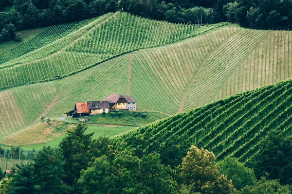 Winnica w Styria Zdjęcia Stockowe bez tantiem